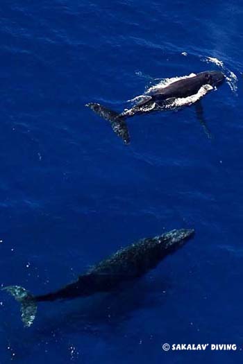 Baleines à bosses à Madagascar